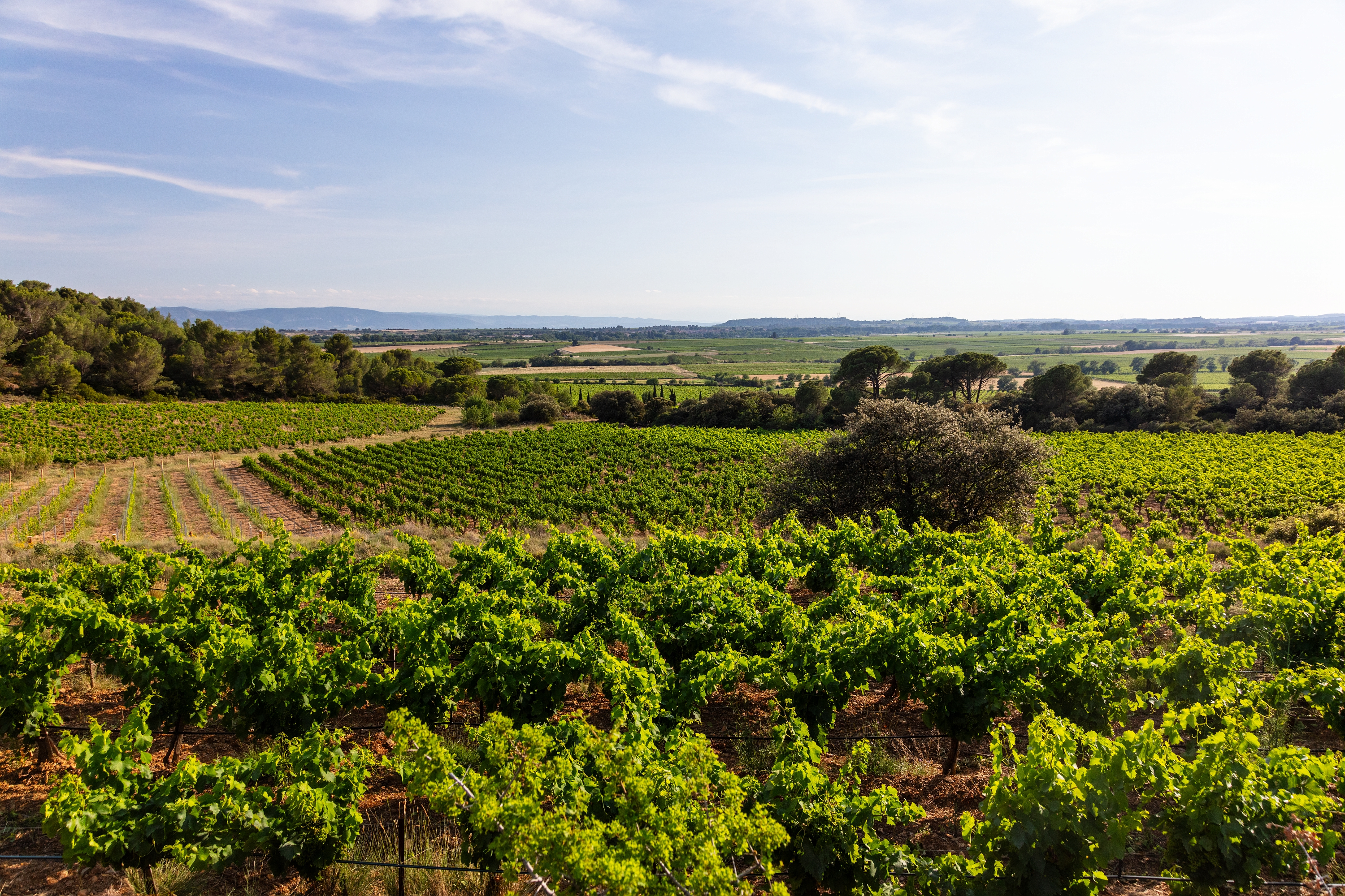 Minervois - Cordier 1886